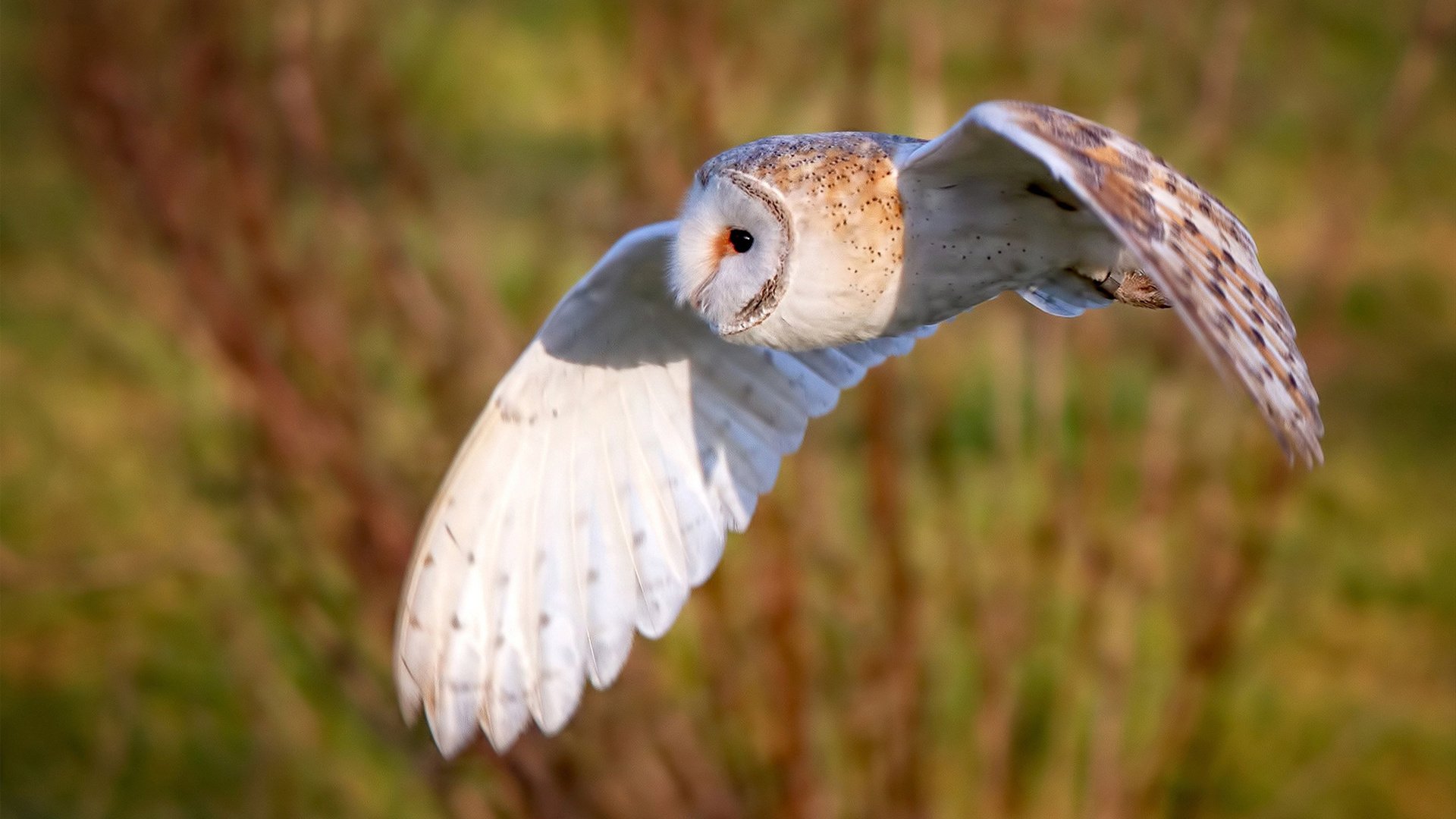 欧战双雄并起，曼城关键战突围拉齐奥，萨拉赫进攻端无人可挡