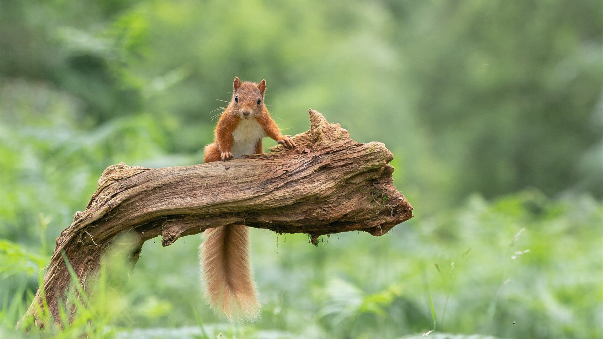 魔改现实!广厦队生死战竟穿越击败湖人,福克斯成关键先生