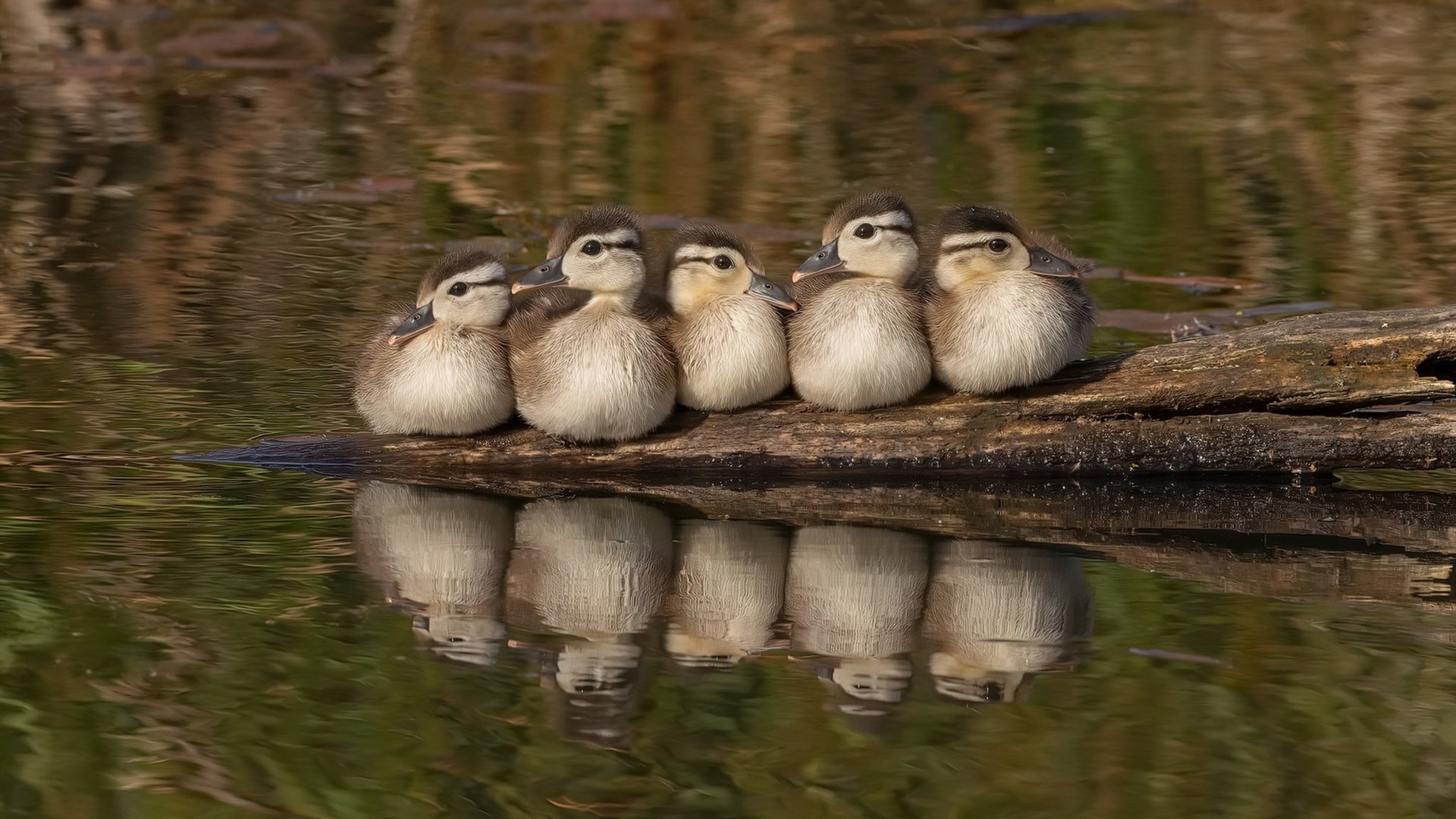 唯一的胜利配方，当埃及的钢铁防线遇见奥利维耶的个人魔法