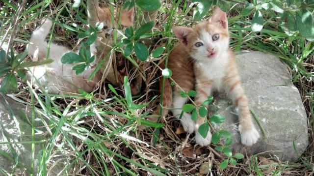 爱德华兹全面爆发，篮网稳扎稳打主场复仇灰熊