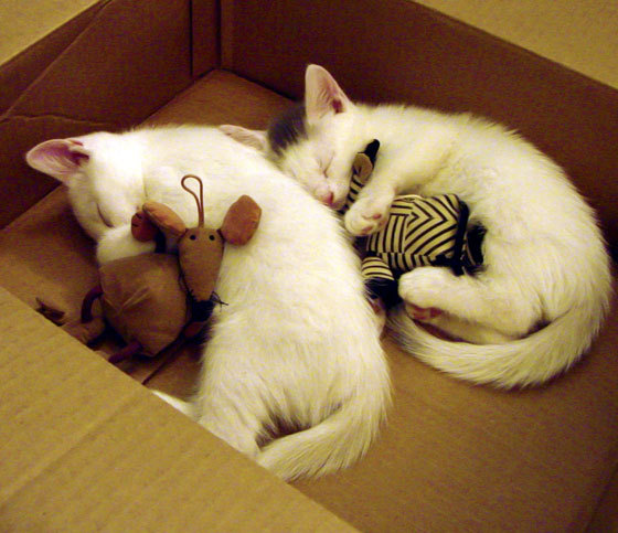 开云体育-新王当立！绝境英雄杰伦·格林一役封神，黄蜂黑色闪电撕裂山西防线